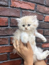 Persian Cat